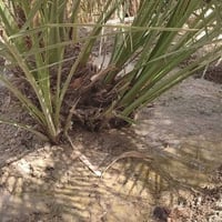 فسائل برحي • حرات • امهات خشنات