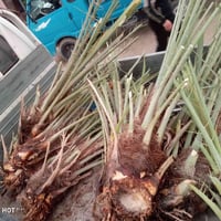 يوجد فسائل زهدي درجه اولى بگد دبه الغاز واكبر الفسيله ب ،10الاف  07849...