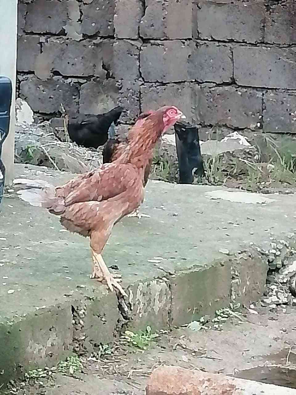 دجاجات هندي رقم واحد السعر اذا ثنينهم 50 
وذا وحدة 30🔒
ملاحظة الديك مو للبيع فقط دجاجتين هندي
مكاني النمرود قرية الجرف


**إذا كنت صاحب هذا الإعلان وتريد حذفه لأي سبب، رجاءا أرسل رسالة إلى الدعم الفني**