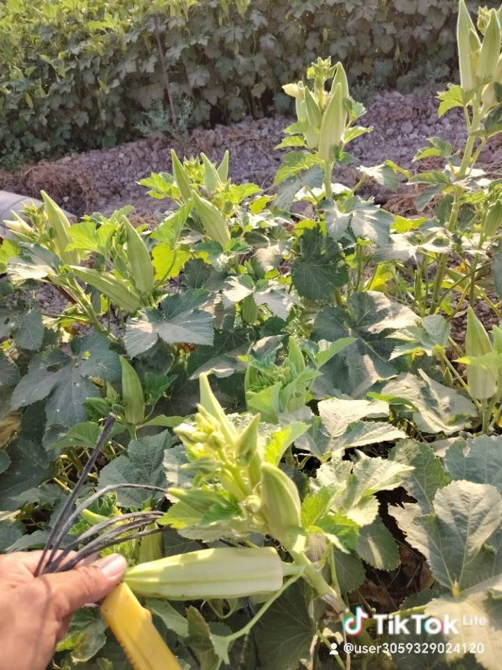 يوجد بذور بانيه سلطانة وهولنديه متعهد بيها اني زارعها *********** العنوان بغداد المحمودية شارع الدولي جسر الخامس
