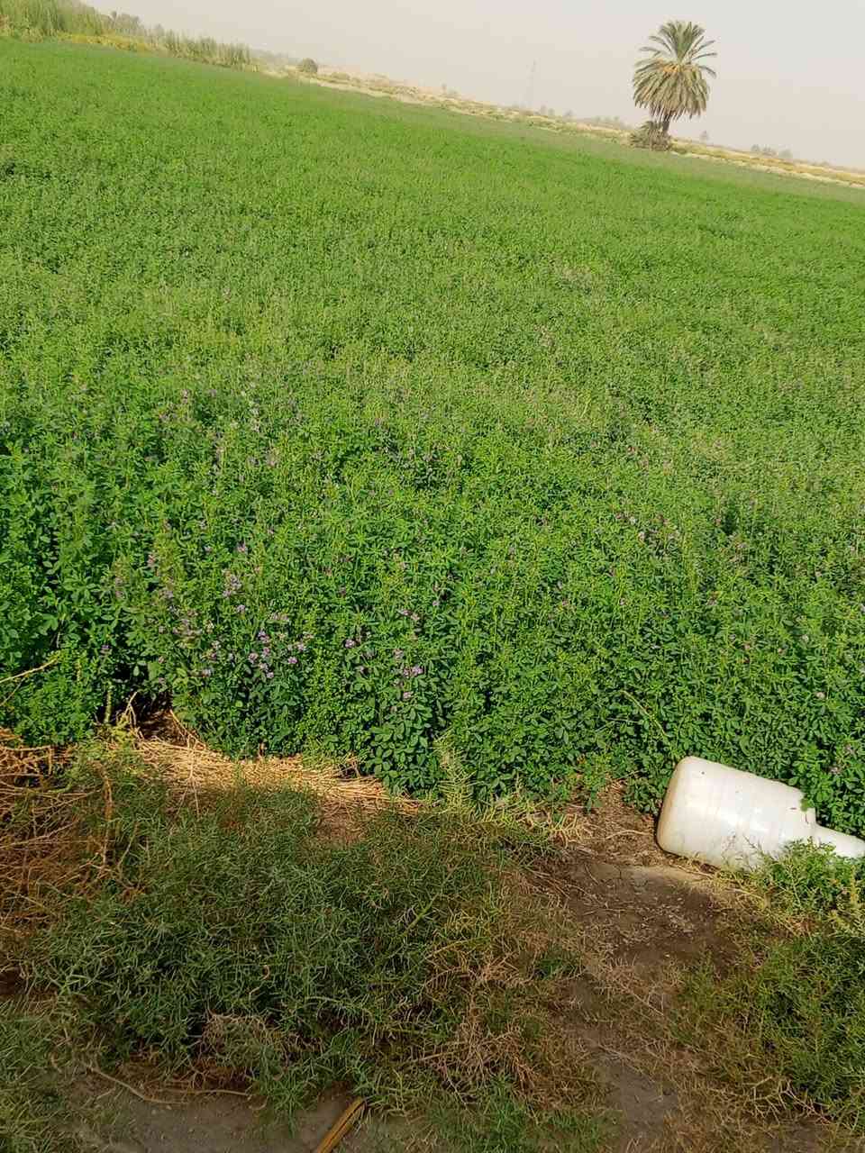 متوفر في مكتب جنائن ذي قار بذور جت عراقي درجة اولى من ناحية النضافة والنوعية السعر خاص متوفر توصيل لكافة المحافظات العراقية للتواصل الاتصال على الرقم *********** او *********** او مراسلتنا ع الخاص
