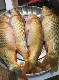 سمك كاريبي حي تنظيف تقطيع حسب الطلب حلبلاب ثرب كلة جديد وتازة تتوفر خد...