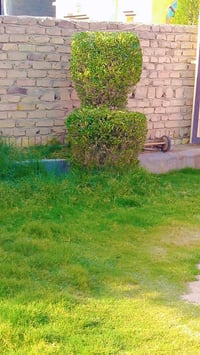 يوجد ماكنه قص الحدائق وتقليم الورد والددانيه والفكس بأداره رائد الطيب ...