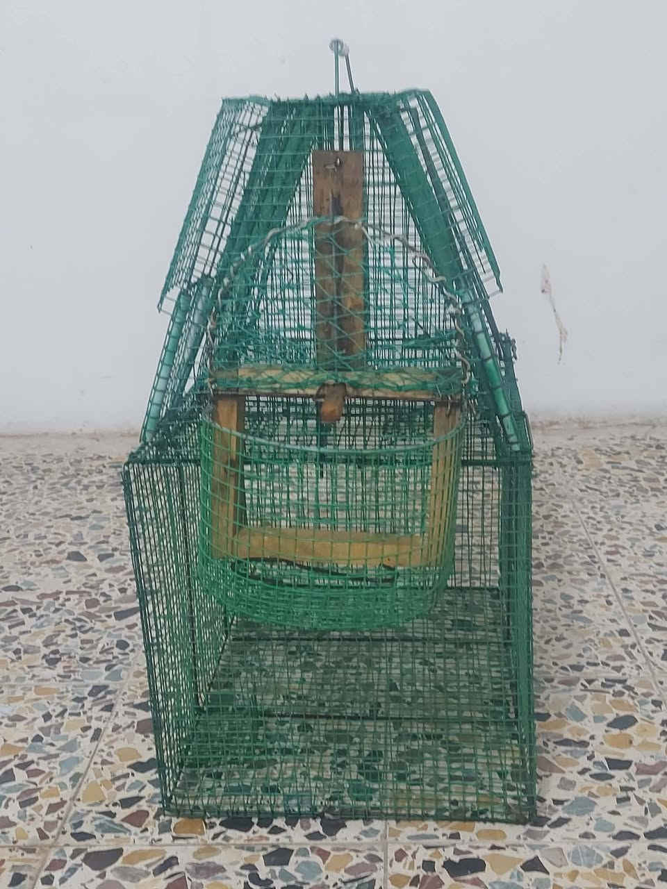 قفص بلابل للبيع خمس صيادات السعر خاص


**إذا كنت صاحب هذا الإعلان وتريد حذفه لأي سبب، رجاءا أرسل رسالة إلى الدعم الفني**