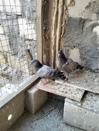 فرخات 4 بيهن تك بطويرني شويه ضعيف 2026 ب 30 كلهن بغداد بل حبيبيه 07724...