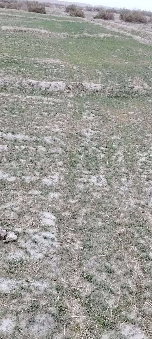 سلام عليكم شروه بور للبيع ٥٠ دونم تصال على الرقم  ***********
