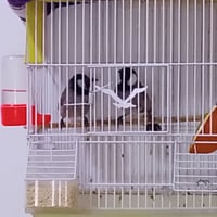 للبيع بلبل زوج فحل اي عيب مابي سعر خاص 07777112564