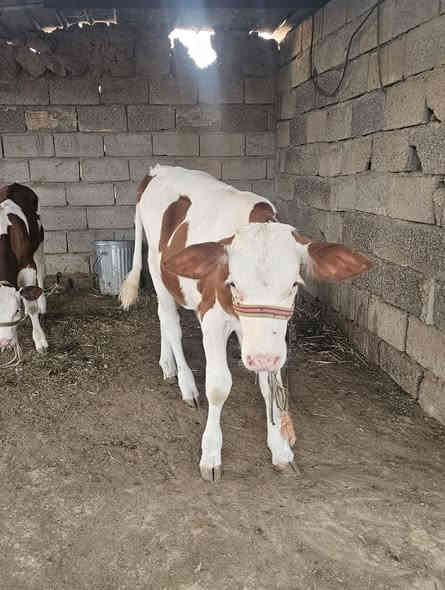 بفضل الله وتوفيقه… نتائج التلقيح الاصطناعي في عيادة الشهم البيطرية 💉
ولادة عجول بصحة ممتازة بعد متابعة دقيقة وإشراف بيطري مستمر 👨‍⚕️
نسعى دائمًا لتحقيق أفضل النتائج في تحسين السلالات والإنتاج الحيواني 🐮

يتوفر الآن في عيادة الشهم البيطرية أفضل أنواع اللقاحات والسلالات المحسّنة بإشراف طبي مباشر:

✅ هولشتاين (هولندي) – جنس حليب 🥛
✅ سمنتال – جنس لحم 🍖
✅ سمنتال – جنس حليب 🥛

نضمن جودة التلقيح ونتائج ممتازة بإذن الله، لتحسين الإنتاج وزيادة الكفاءة في القطيع 💪

📍 الموقع: كركوك – قضاء الحويجة
مقابل متنزه البلدية – مجاور طه للديكور والسقوف الثانوية

🏥 عيادة الشهم البيطرية
بإشراف الدكتور محمد صالح الجبوري
خدماتنا: تلقيح اصطناعي – علاج – لقاحات – تغذية – جراحة – استشارات بيطرية

📞 ***********
