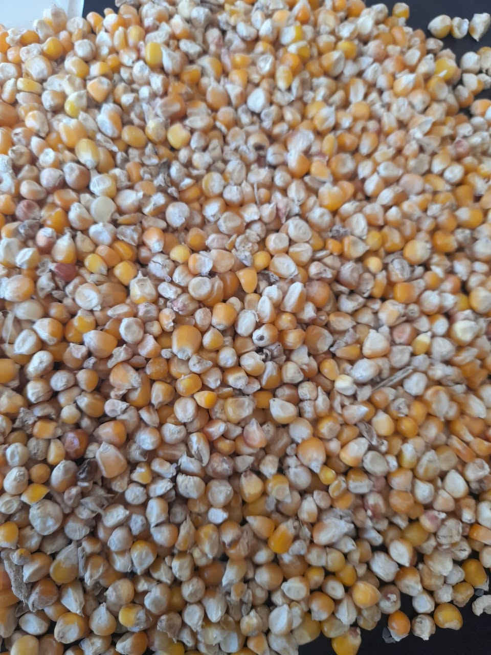 يُعلن مكتب الأمل الزراعي عن توفر ذرة علفية (سامراء) درجة أولى بجودة عالية وأسعار مناسبة .

العنوان: واسط – الزبيدية – شارع المعارض
للاستفسار والطلب: ***********

سارعوا بالحجز والكمية محدودة
