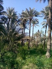 للبيع   ارض مساحته 1400 متر   واجهه 40ونزال 35مسيجه مكان الارض شاطى ال...