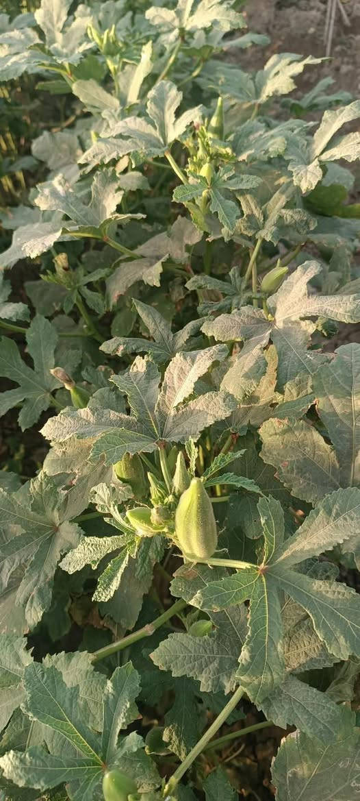 توفر لدينا بذور باميا بترا
🌱 إنتاجية عالية
🌱 لون مرغوب تسويقياً
🌱 سريعة النمو
💰 سعر مناسب للجميع

📞 للحجز والاستفسار:
واتساب: ***********

📍 كركوك – الحويجة
🚚 تتوفر خدمة التوصيل إلى جميع المناطق
