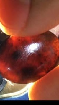 شفه العبد • نوادر • سواد طبيعي