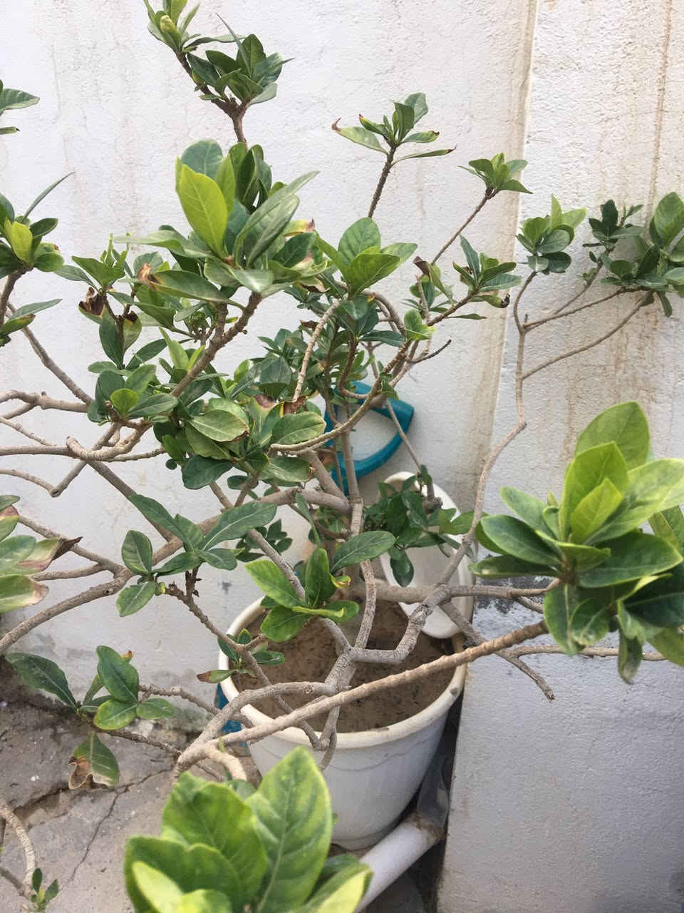 من رخصت الادمن
زرع كلش حلو وراقي 
كل نبته وسعرها 
للأستفسار اتصل على رقم ***********
