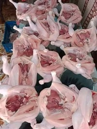دجاج فريش • ذبح • توصيل