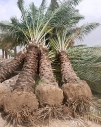 فسائل نخيل • زهدي • تلقيح