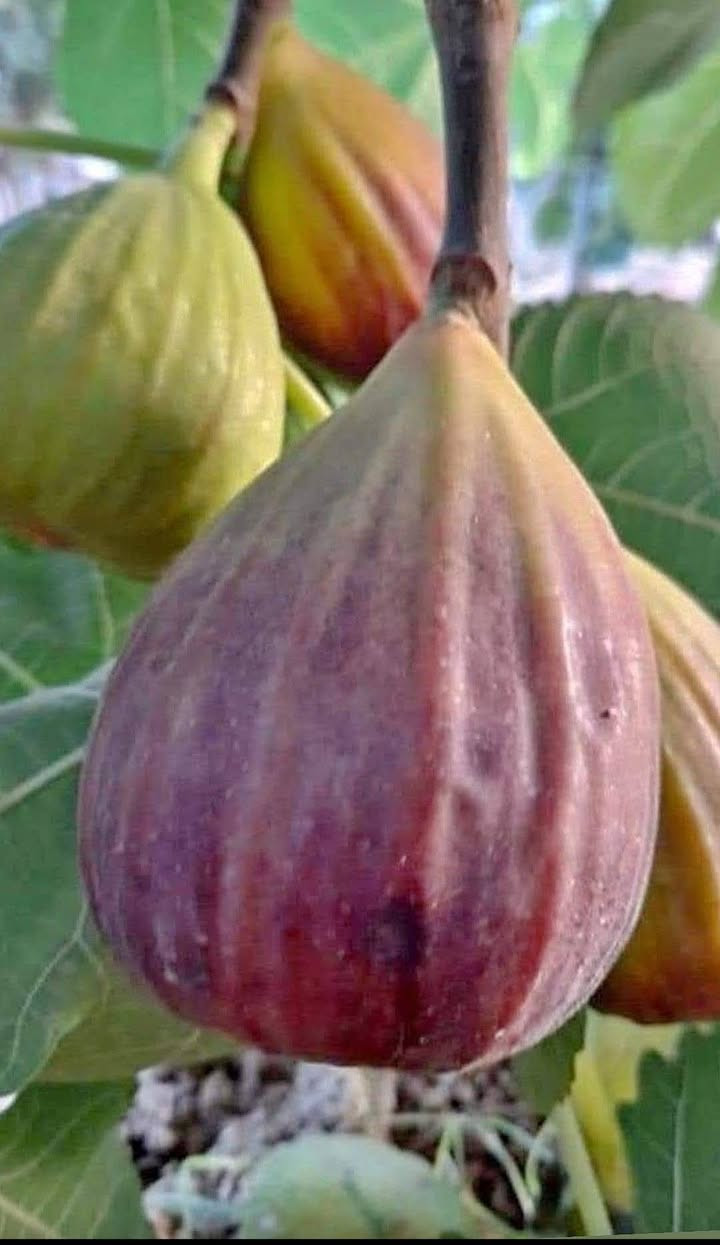 بەشێک لە بەروبومی هەنجیرەکانی مشتل میران سفەیە
بۆ مانگی1️⃣2️⃣ش دارکانی بەردەستن بۆ فرۆشتن انشااڵلە


**إذا كنت صاحب هذا الإعلان وتريد حذفه لأي سبب، رجاءا أرسل رسالة إلى الدعم الفني**