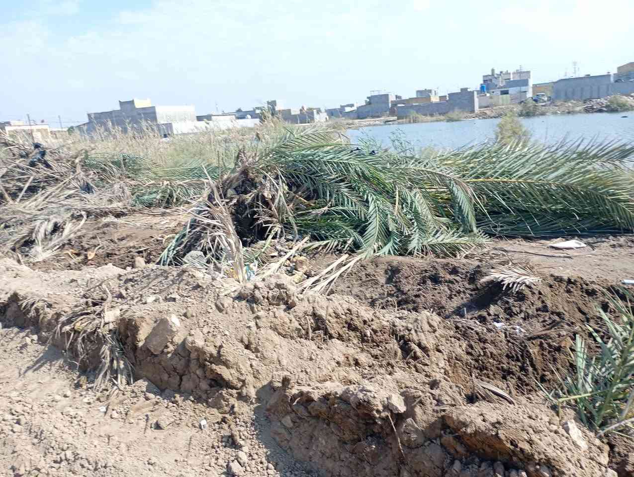 السلام عليكم
عندي هذا النخل شالعه الي يحتاجه يراسلني
***********
