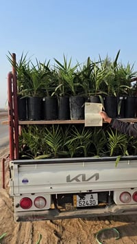 قضاء الصويرة • ديكور بيت • حديقة