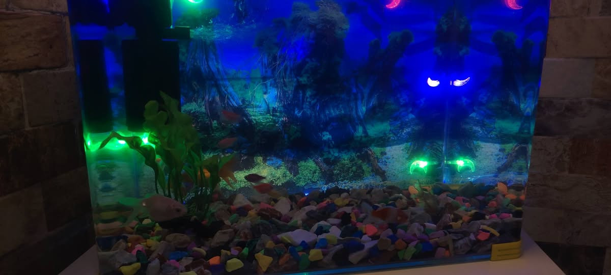 سلام عليكم
عدي حوض سمج للبيع قياس الوصط
بيه ١٦ سمجه
٢ كبار
٤ وصط
١٠ سغار
السعر ٧٥ الف
***********
بغداد الكرغوليه
