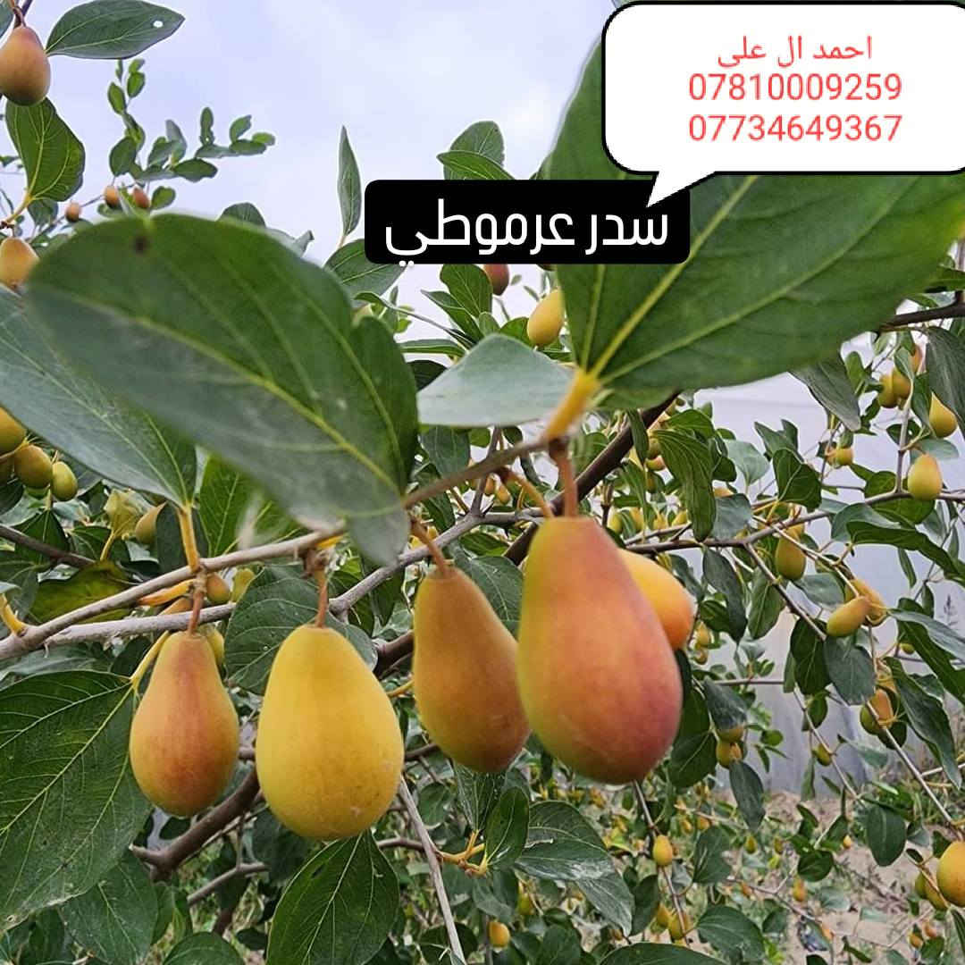 بابل الحمزه الغربي قريه الزبار
موسم خير انشالله عليكم 

تم بدء موسم تطعيم السدر

متوفر كافه الأصناف والنوعيات التجاريه

كل إلي عليك مراسله الصفحة أو الاتصال عل رقم***********

متوفر كادر كامل لتطعيم السدر في جميع المحافظات

وشرط الضمان 

خبره أكثر من 7 سنوات في مجال التطعيم
