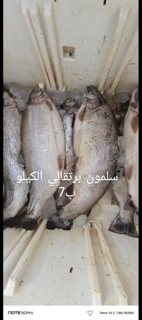 المرتضى • اسماك بحرية ونهريه • ام قصر شارع 11