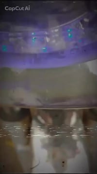 ستوته موديل17شرط كهربائيات من كير من محرك من دبلات محجل مثل ماوضح كدام...