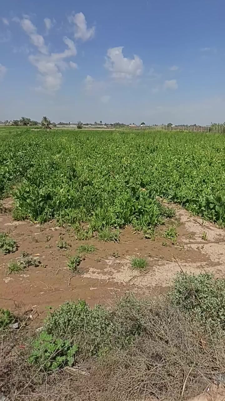 ارض زراعي عقد للبيع 8 دونم بيها بيتين تبعد عن الشارع الف متر بيها ماء اساله وماء سكي كهرباء 
للاستفسار مراسلة الصفحة او الاتصال بالرقم ***********
