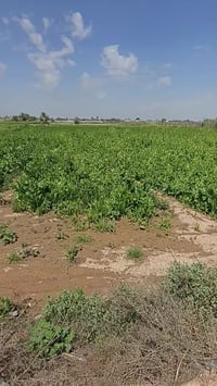 ارض زراعي عقد للبيع 8 دونم بيها بيتين تبعد عن الشارع الف متر بيها ماء ...