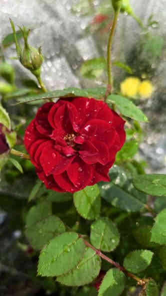 السلام عليكم  ..🌹🌱🌹🌱🌹
اليوم توفرة لدينا تشكيلة جميلة التفاصيل اسفل الصور 
للطلب والاستفسار مراسلة الصفحه او واتساب او اتصال 
***********
***********
الناصريه ..قلعة سكر . الحي العسكري
