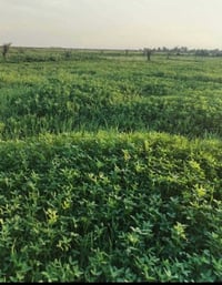 كربلاء مصيليخ • ٥ دونم • طابو سند 25