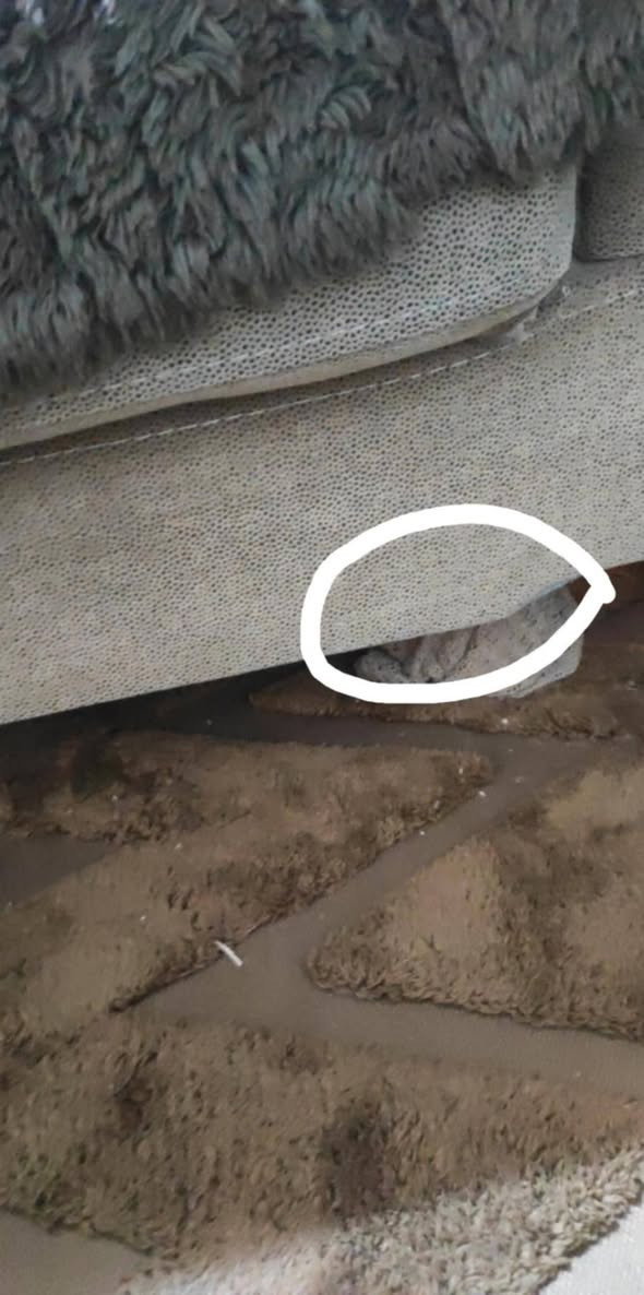 تخم 7مقاعد تركي سرير+مخزن بي ضرر بسيط موضح بلصور سعره 200الف اللي يريده يتواصل خاص أو واتساب *********** بدون عموله أو نسبه
