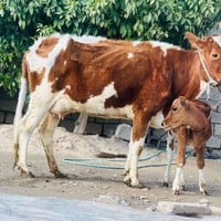 بقرة • مدرّة حليب • ناحيةالزاب