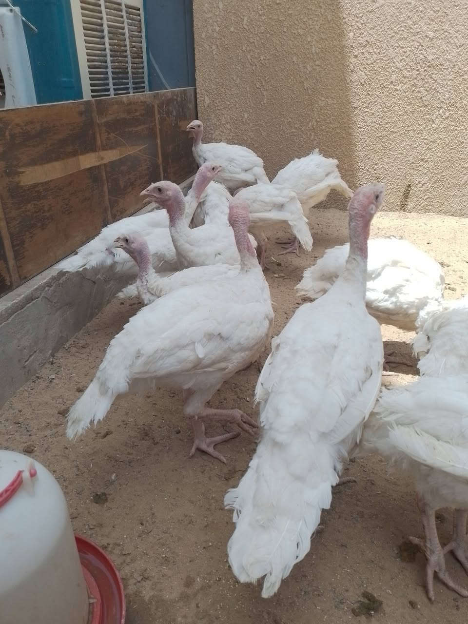 بسم الله الرحمن الرحيم#  للبيع أفحل مخاليف ( كندي تفقيس عراقي أعمارهن  ١١٠ يوم) سرحيات وشرط ناصحات ( سعر الواحد  ٣٠ ألف قفل) الشراي يتصل واتساب مفتوح #  ***********  تكريت القادسيه ## لايوجد حجز ولاتوصيل
