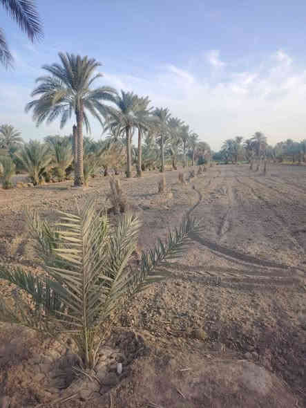 أرض زراعية للبيع مساحة ٢ دونم واجهه ٤٩ متر نزال ١٠٤ متر مباشرتا على البزل على طريق الزوار طريق الرابط بين العلوية شريفة سلام الله عليها وطوريج تنزل عن الشارع العام تقريبا ٣٠٠ متر تحتوي على ٢٥ نخلة نشوات زهدي حمالات كما مبين بالصور وايضا على ١٢ نخله عاليه زهدي وعلى نخلتين نشوات نوع دگل وعلى ١٥ تاله نوع نيرسي /بربن /مكتوم /جوزي
سقي ماء سيح... وايضا واصله كهرباء بظهر الأرض 
سعر الدونم 72مليون وبيه مجال الشراي يتصل ويدلل 
*********** واتساب
***********
