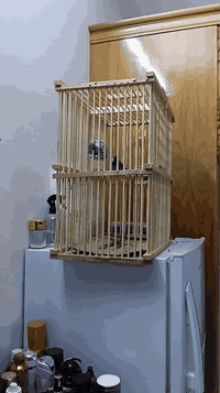 طير حدودي • صوت حلو • قرب نادي العربي