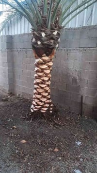 تنظيف النخيل • قطع النخيل • قطع الأشجار