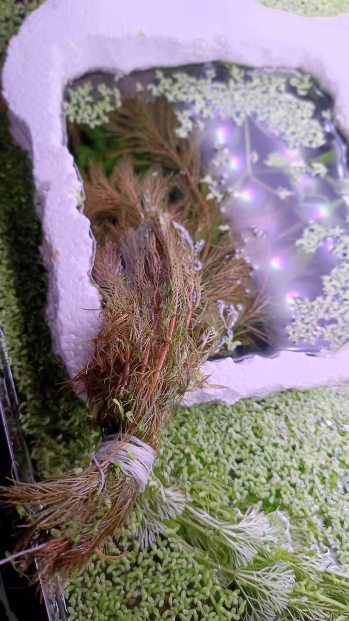 عرض العيد كل شتلتين ۵۰۰۰ تتكون الشتله من ٦ اغصان

النباتات المتوفرة 

الاكواريوم

رورايما" (Myriophyllum Roraima) أو "ميريوفيلوم الذهبي".

ليمونوفيلا سيسيلفورا (Limnophila sessiliflora)، المعروف أيضاً باسم "أمبوليا القزم" أو "ذيل الثعلب"

عدس الماء 

توصيل بغداد  فقط 5000


**إذا كنت صاحب هذا الإعلان وتريد حذفه لأي سبب، رجاءا أرسل رسالة إلى الدعم الفني**