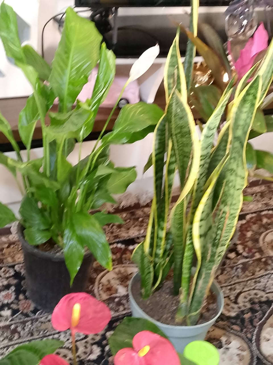 خلي بيتك يزهي للنباتات راحة نفسية


**إذا كنت صاحب هذا الإعلان وتريد حذفه لأي سبب، رجاءا أرسل رسالة إلى الدعم الفني**