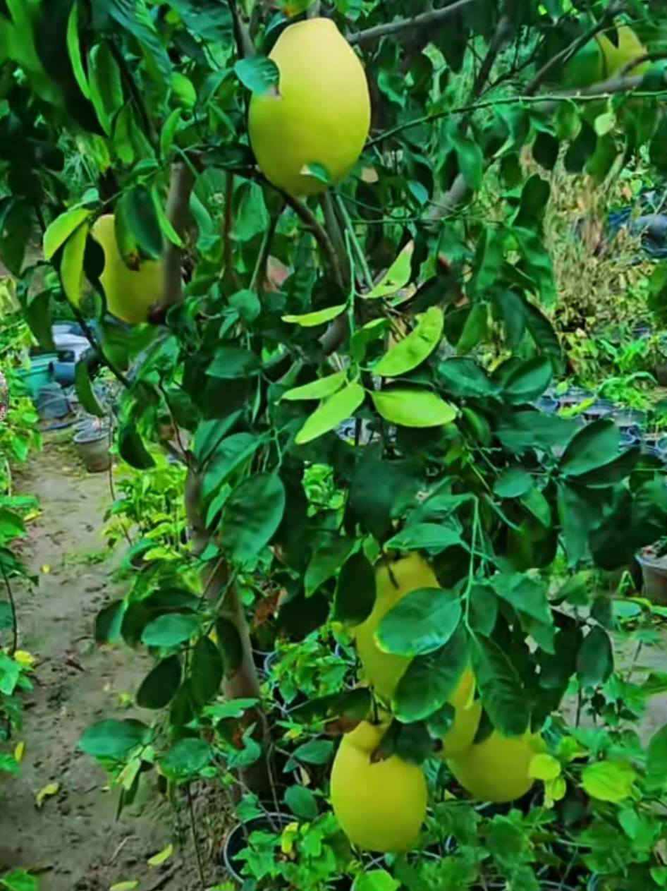 طرنج


**إذا كنت صاحب هذا الإعلان وتريد حذفه لأي سبب، رجاءا أرسل رسالة إلى الدعم الفني**