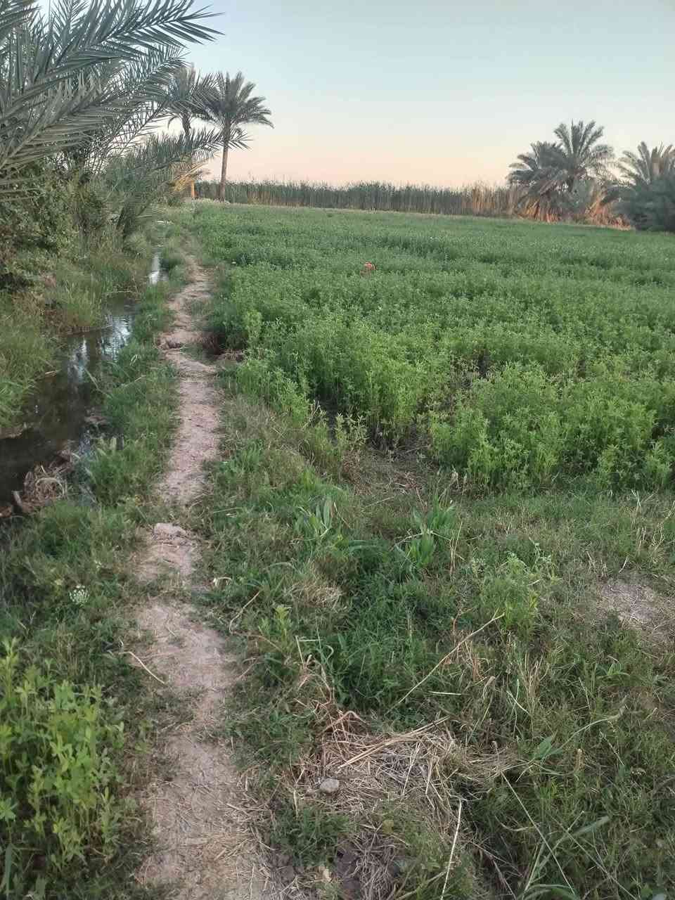 يا الله اسلام عليكم ورحمة الله وبركاته ٧ دونم زراعي عقد 35العنوان اجبله منطقت الحيدري متوفره كافت الخدمات ما مباشر ع المشروع بيه ثلاث ابيوت بستان زهدي وخستاوي وحمضيات الاستفسار *********** صاحب الارض واتساب
