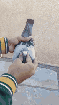 السلام عليكم متاح زوج فحله قلمين روابطهن 2023
فحله خشنات ومرتبات واضحات بل تصوير مكاني بغداد حي ؤر ام الكبر والغزلان وهذا رقمي ***********
