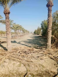 دوانم جميله موقع جيد التاجي ذراع دجلة طابو سند 25 خدمات كاملة ماء اسال...