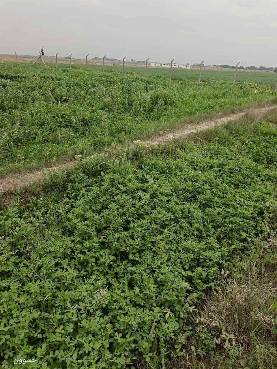 ثلاث دوانم للبيع 
🔹ثلاث دوانم للبيع أرض زراعية واسط الكوت حي الحكيم الثانيه مجاور مرمرة للسيراميك متوفر ماء للسقي + كهرباء تبعد عن الشارع العام (كوت -ميسان) 250 م
🔹 جنس الارض عقد 117  

🔹للاستفسار ***********
🔹متوفر واتساب
