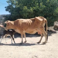 بقره والده • حليب مضمون • ناحية الزاب