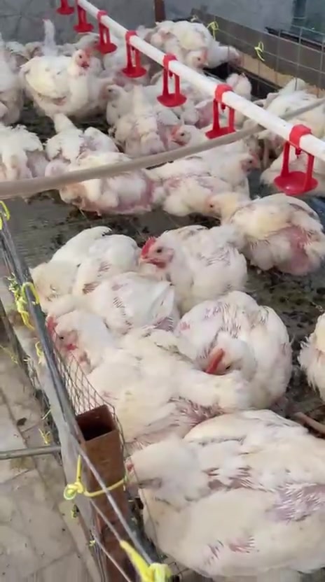 السلام عليكم 
اقفاص دجاج العدد 5 نظام البطاريات 
كل قفص يتكون من طابقين 
سعر القفص الواحد 150 الف
مع 36 متر خط ماء نبل 
مع معالف عدد 10 حديد مع معالف بلاستيك الحجم الكبير ومع مناهل ماء 
مع مفرغه الاصلي حجم 40 
الله شاهد وجبه وحده مشتغل بيهن
التفاصيل  على الواتساب 
مكاني النصر
***********
