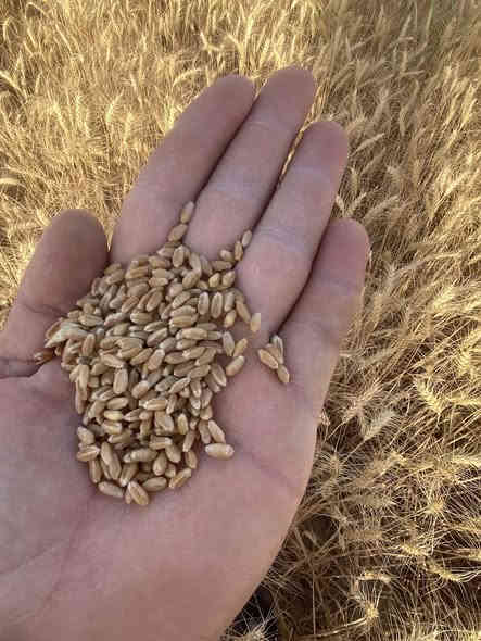 السلام عليكم 
ســلام علــــيكم 

حنطة البه بنت المغلف درجة أولى شرط

الكمية 5 طن

العنوان كركوك - طريق ليلان

***********
