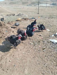 فحولة للبيع عداد/ ٥/ استفسار خاص او رقم 07511470911 07739653888