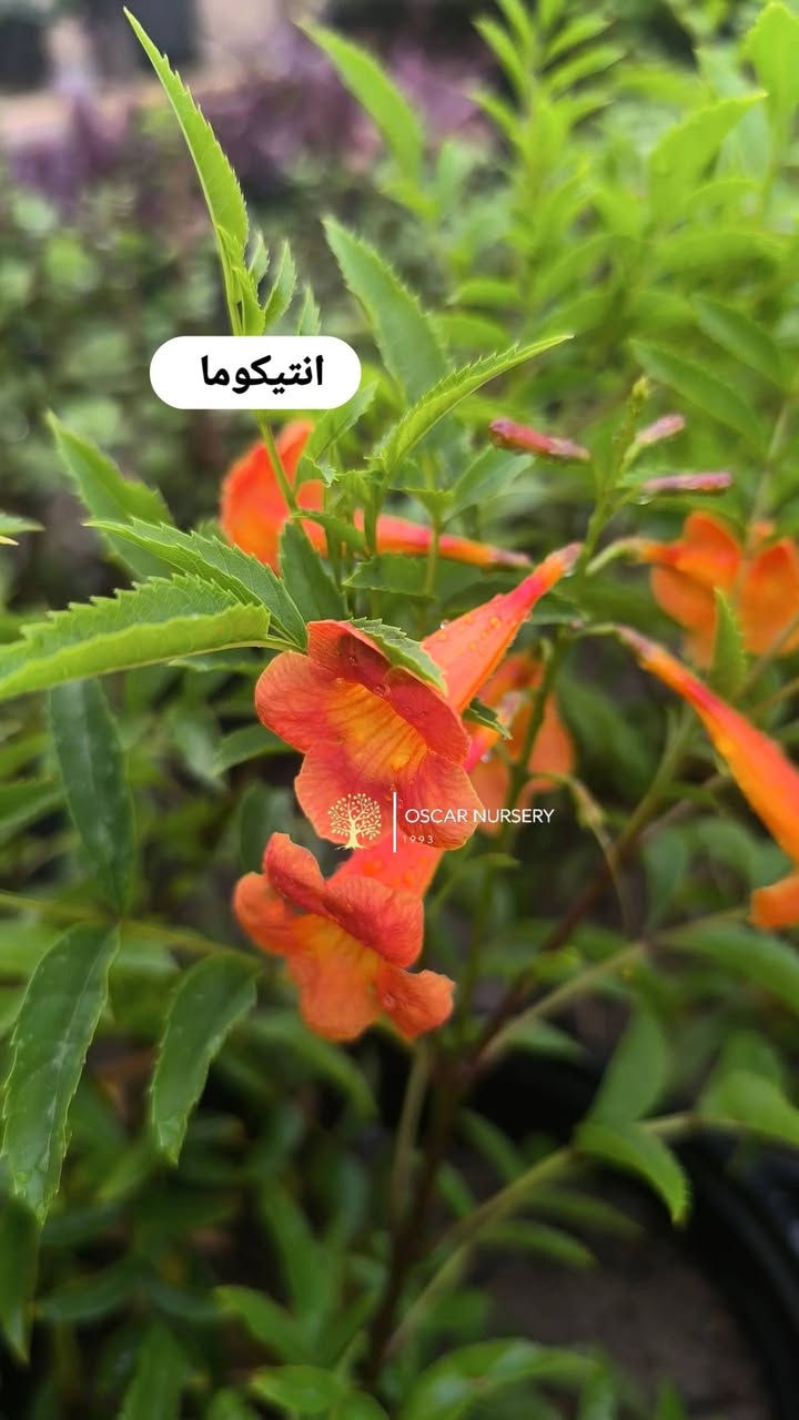 📍 زورونا في موقعنا:
مشتل الأوسكار – حي الحنانة – شارع نجف _ كوفة
(مقابل غرفة تجارة النجف و فريندز كافيه ومطعم شريف– مجاور متنزه الحنانة العائلي)

🕗 أوقات الدوام:
من 8:30 صباحاً إلى 8:00 مساءً

📞 للطلب والاستفسار:
*********** – ***********
(اتصال / واتساب / مراسلة عبر فيسبوك)
 متوفر دفع  زين  كاش ومتوفر ماستر  
🚗 يتوفر توصيل داخل النجف
موجودين في تطبيق توترز لبعض المواد الزراعية 
أهلاً وسهلاً بكم دائماً في مشتل الأوسكار 🌹🌹🌹

