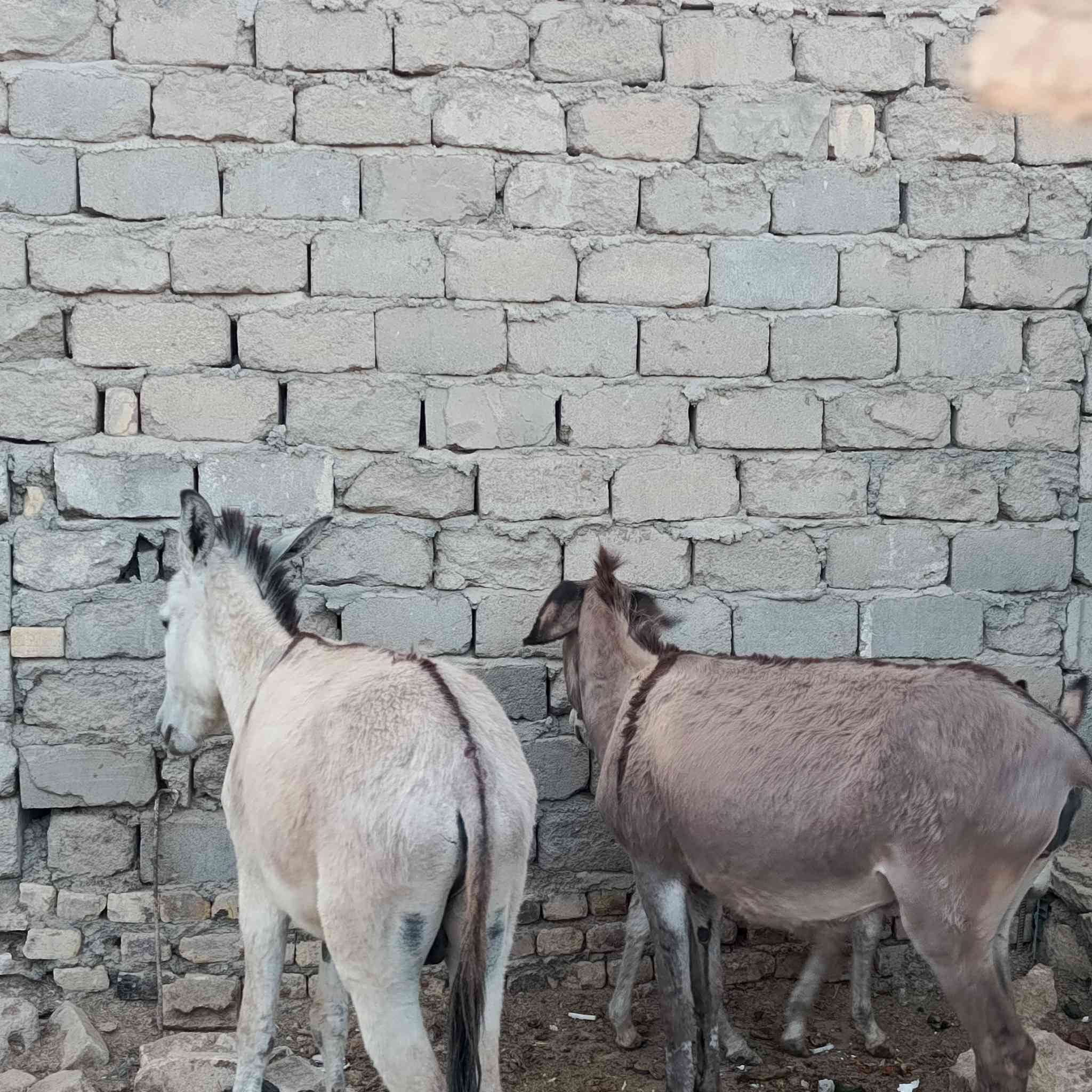 مطايه معامل نگاابه للبيع
***********
