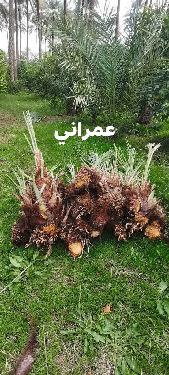 فسايل
عويدي
عمراني
زهدي
***********
